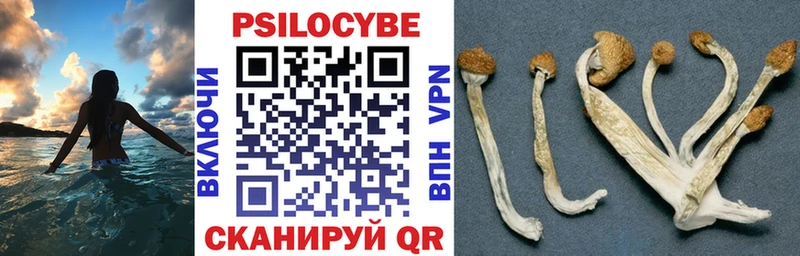 Купить закладки  Ржев  Псилоцибиновые грибы прущие грибы 